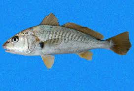 Croaker Marine Fish
