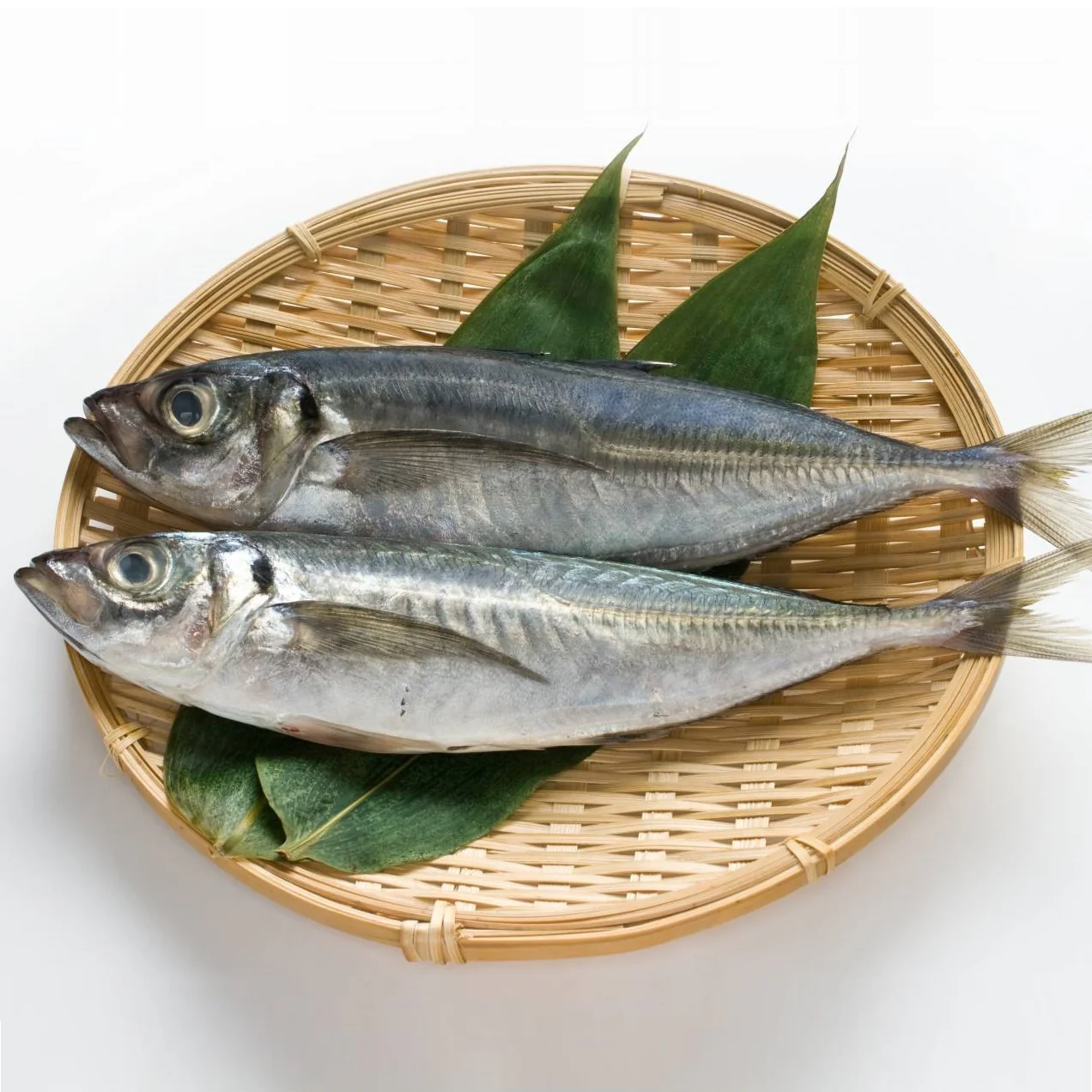Horse Mackerel Marine Fish