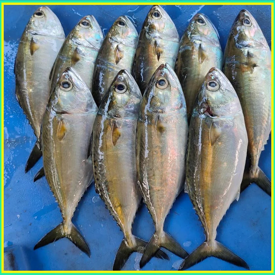 Indian Mackerel Marine Fish