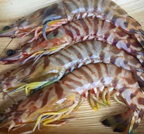 Flower Prawn