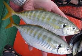 Scad Marine Fish