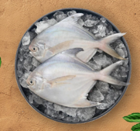 White Pomfret