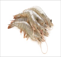 White Prawn