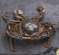 Mud crab