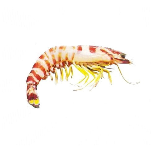 Witch Prawn