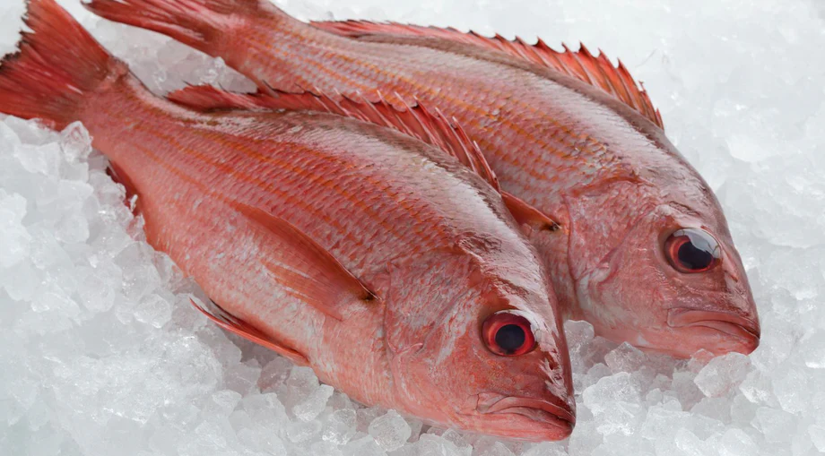 Snapper Marine Fish