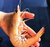 King Prawn