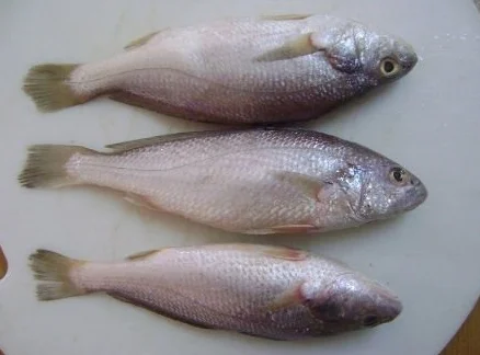 Croaker Johnius Soldado Fish