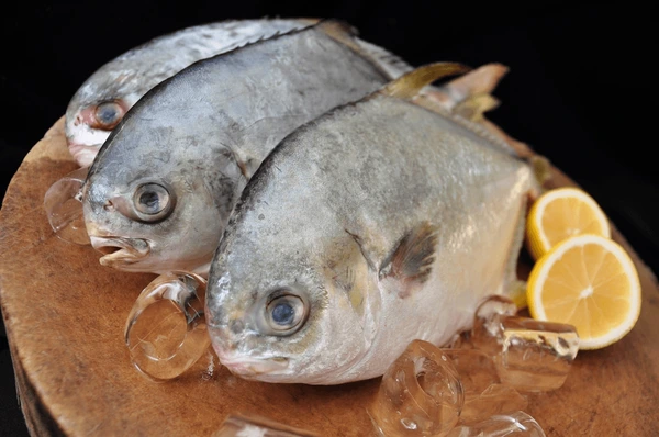Chinese Pomfret