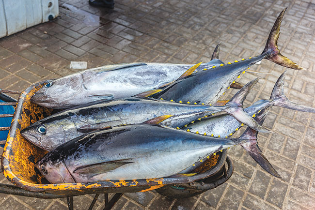 Yellowfin Tuna