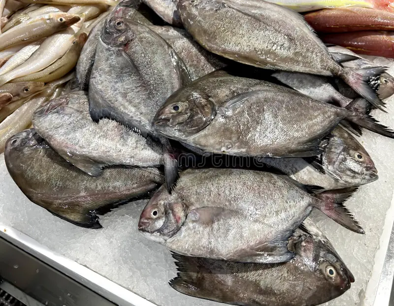 Black Pomfret