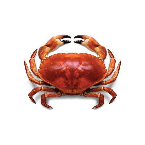 Sea Crab